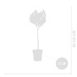 BLOOMIQUE - Lot de 2 - Laurus Nobilis - Laurier sur tige - Plantes de jardin - H. 80-100 cm - P. 21 cm - vignette