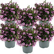 BLOOMIQUE - Lot de 6 - Campanula Ambella Pink - Campanule - Couvre-sol - H. 10-20 cm - P. 10,5 cm - vignette