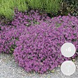 BLOOMIQUE - Lot de 6 - Campanula Ambella Pink - Campanule - Couvre-sol - H. 10-20 cm - P. 10,5 cm - vignette