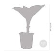 BLOOMIQUE - Hosta Sieboldiana 'Elegans' - Hosta - Plantes de jardin - Rustique - H. 10-20 cm - P. 9x9 cm - vignette