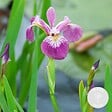 BLOOMIQUE - Iris Versicolor - Iris versicolore - Plantes de bassin - Plantes aquatiques - H. 20-30 cm - P. 9 cm - vignette