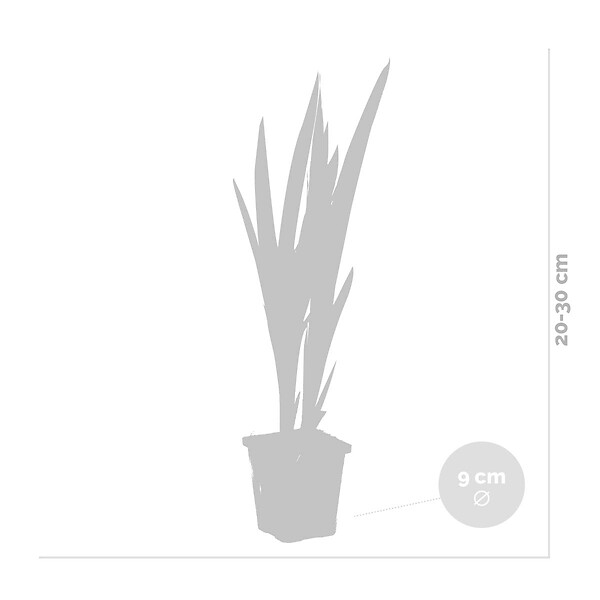 BLOOMIQUE - Iris Versicolor - Iris versicolore - Plantes de bassin - Plantes aquatiques - H. 20-30 cm - P. 9 cm - large