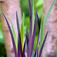 BLOOMIQUE - Iris Versicolor - Iris versicolore - Plantes de bassin - Plantes aquatiques - H. 20-30 cm - P. 9 cm - vignette