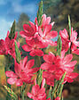 BLOOMIQUE - Lot de 6 - Schizostylis 'Mrs Hegarty' - Lis des Cafres rose - H. 10-20 cm - P. 9 cm - vignette