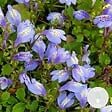 BLOOMIQUE - Mazus Reptans - Mazus rampant - Plantes de bassin - Plantes aquatiques - H. 10-20 cm - P. 9 cm - vignette