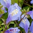 BLOOMIQUE - Mazus Reptans - Mazus rampant - Plantes de bassin - Plantes aquatiques - H. 10-20 cm - P. 9 cm - vignette