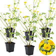BLOOMIQUE - Lot de 6 - Caltha Palustris - Populage des marais - Plantes de bassin - H. 15-25 cm - P. 9 cm - vignette