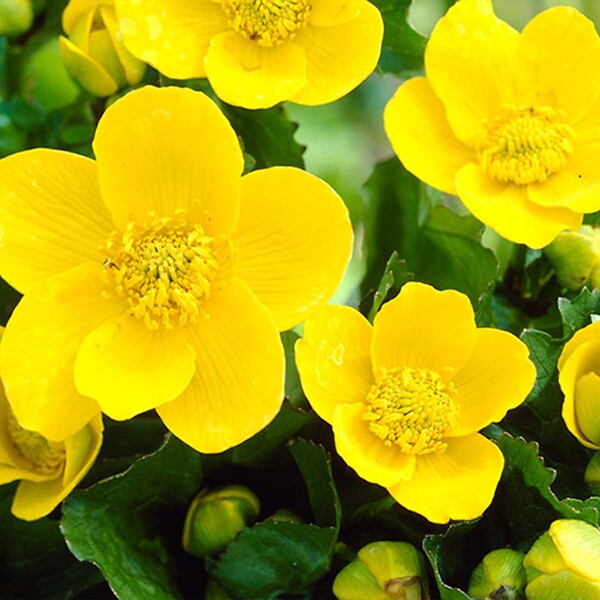 BLOOMIQUE - Lot de 6 - Caltha Palustris - Populage des marais - Plantes de bassin - H. 15-25 cm - P. 9 cm - large