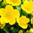BLOOMIQUE - Lot de 6 - Caltha Palustris - Populage des marais - Plantes de bassin - H. 15-25 cm - P. 9 cm - vignette