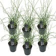 BLOOMIQUE - Lot de 6 - Juncus Spiralis - Jonc spiralé - Plantes de bassin - H. 20-30 cm - P. 9 cm - vignette