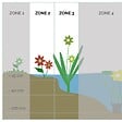 BLOOMIQUE - Lot de 6 - Juncus Spiralis - Jonc spiralé - Plantes de bassin - H. 20-30 cm - P. 9 cm - vignette