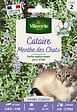 VILMORIN - Cataire Menthe des Chats Vilmorin - vignette