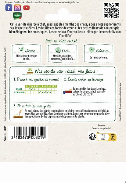 VILMORIN - Cataire Menthe des Chats Vilmorin - large