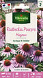 VILMORIN - Rudbeckia Pourpre Magnus Vilmorin - vignette