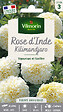 VILMORIN - Rose d'Inde Kilimandjaro Vilmorin - vignette