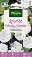 VILMORIN - Ipomée Géante Blanche Vilmorin - vignette