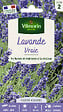 VILMORIN - Lavande Vraie Vilmorin - vignette