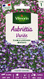 VILMORIN - Aubriétia Variée Vilmorin - vignette