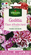 VILMORIN - Godétia Fleurs d'Azalée Varié Vilmorin - vignette