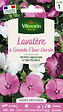 VILMORIN - Lavatère à Grande Fleur Variée Vilmorin - vignette