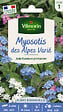VILMORIN - Myosotis des Alpes Varié Vilmorin - vignette
