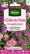 VILMORIN - Oeillet de Poète Hirondelle Varié Vilmorin - vignette