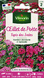 VILMORIN - Oeillet de Poète Tapis des Indes Vilmorin - vignette