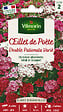 VILMORIN - Oeillet de Poète Double Pationata Varié Vilmorin - vignette