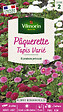 VILMORIN - Pâquerette Tapis Varié Vilmorin - vignette
