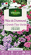 VILMORIN - Phlox de Drummond à Grande Fleur Varié Vilmorin - vignette