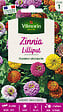 VILMORIN - Zinnia Nain Lilliput Vilmorin - vignette