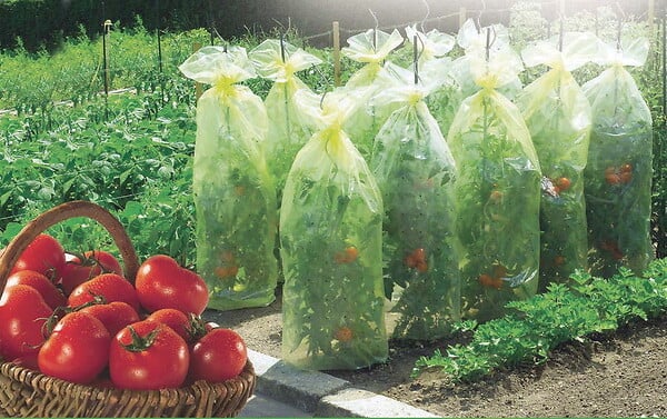 NORTENE - Housse de croissance tomate Tomatotube en film perforé jaune - avec liens - large