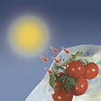 NORTENE - Housse de croissance tomate Tomatotube en film perforé jaune - avec liens - vignette