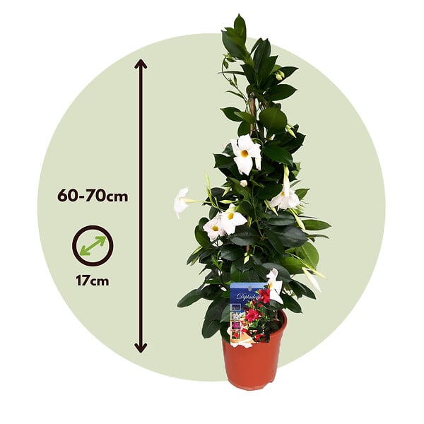PLANT IN A BOX - Dipladenia - Mandeville 'Rio White' - Hauteur 60-70cm - ⌀17cm - large