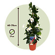 PLANT IN A BOX - Dipladenia - Mandeville 'Rio White' - Hauteur 60-70cm - ⌀17cm - vignette