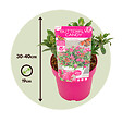 PLANT IN A BOX - Arbre à papillons - Set de 2 - Buddleja davidii 'Candy' - H30-40cm - ⌀19cm - vignette