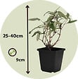 PLANT IN A BOX - Arbre à papillons - Set de 3 - Buddleja davidii - Hauteur 25-40cm - ⌀9cm - vignette