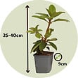 PLANT IN A BOX - Buisson à fleurs - Set de 6 - Rhododendron catawbiense - Hauteur 25-40cm - ⌀9cm - vignette
