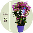PLANT IN A BOX - Bougainvillier - Bougainvillea 'Alexandra' - Hauteur 50-60cm - ⌀17cm - vignette