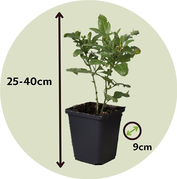 PLANT IN A BOX - Dentelaire du Cap - Set de 3 - Plumbago auriculata - Hauteur 25-40cm - ⌀9cm - large