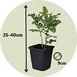 PLANT IN A BOX - Dentelaire du Cap - Set de 3 - Plumbago auriculata - Hauteur 25-40cm - ⌀9cm - vignette