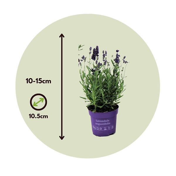 PLANT IN A BOX - Lavande vraie - Set de 12 - Lavandula angustifolia - Hauteur 10-15cm - ⌀10,5cm - large