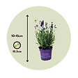 PLANT IN A BOX - Lavande vraie - Set de 12 - Lavandula angustifolia - Hauteur 10-15cm - ⌀10,5cm - vignette