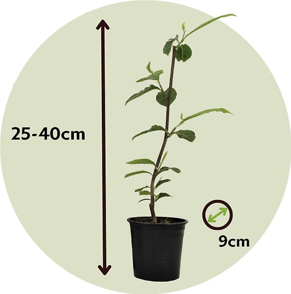 PLANT IN A BOX - Arbre à tulipes - Set de 3 - Magnolia - Hauteur 25-40cm - ⌀9cm - large