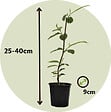 PLANT IN A BOX - Arbre à tulipes - Set de 3 - Magnolia - Hauteur 25-40cm - ⌀9cm - vignette