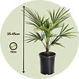 PLANT IN A BOX - Palmier de Chine - Set de 2 - Trachycarpus Fortunei - Hauteur 35-45cm - ⌀15cm - vignette