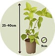 PLANT IN A BOX - Hortensia - Set de 3 - Hortensia paniculata - Hauteur 25-35cm - ⌀9cm - vignette