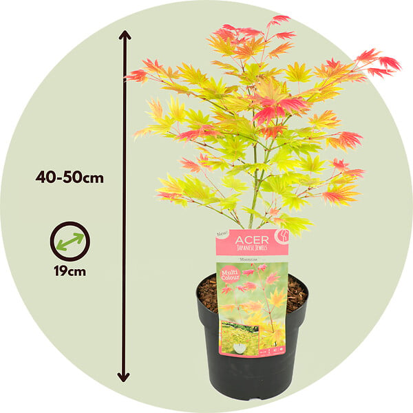 PLANT IN A BOX - Érable du Japon - Acer palmatum 'Moonrise' - Hauteur 40-50cm - ⌀19cm - large