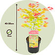 PLANT IN A BOX - Érable du Japon - Acer palmatum 'Moonrise' - Hauteur 40-50cm - ⌀19cm - vignette