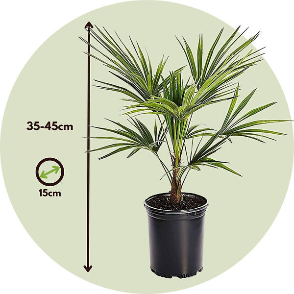 PLANT IN A BOX - Palmier de Chine - Set de 4 - Trachycarpus Fortunei - Hauteur 35-45cm - ⌀15cm - large